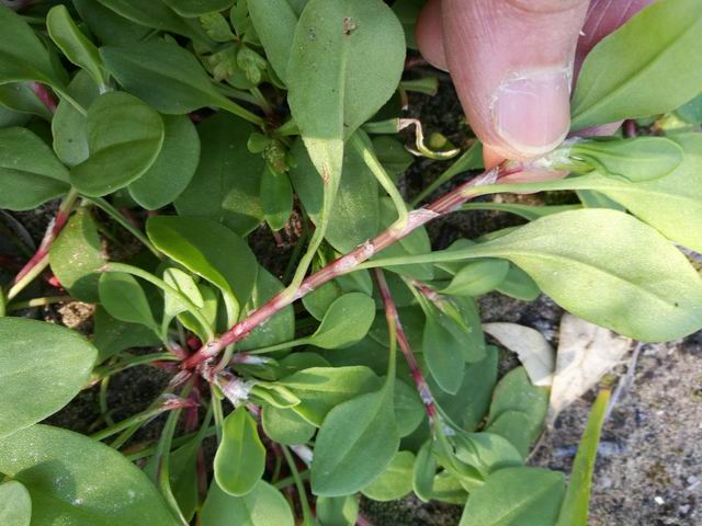 Polygonum aviculare?  No,...aspettiami i fiori